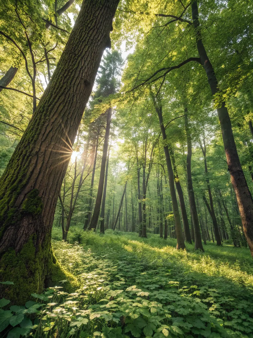 A serene image of a protected forest area, symbolizing the organization's commitment to wildlife conservation and habitat preservation.